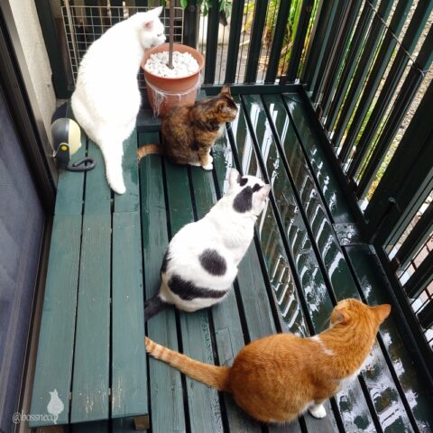 coco & fumi & Lin & Ryu