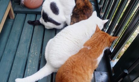 coco & fumi & Lin & Ryu