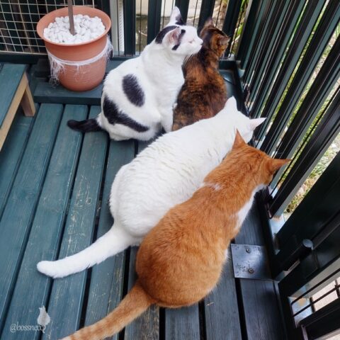 coco & fumi & Lin & Ryu