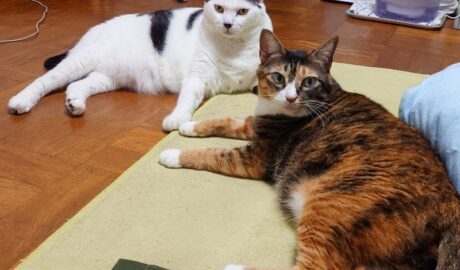 coco & fumi & Lin & Ryu