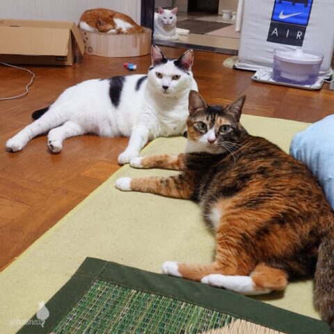 coco & fumi & Lin & Ryu