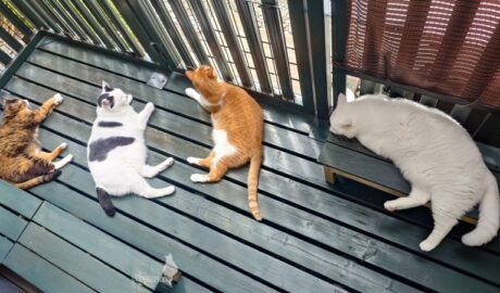 coco & fumi & Lin & Ryu