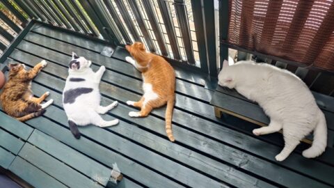 coco & fumi & Lin & Ryu