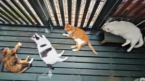 coco & fumi & Lin & Ryu