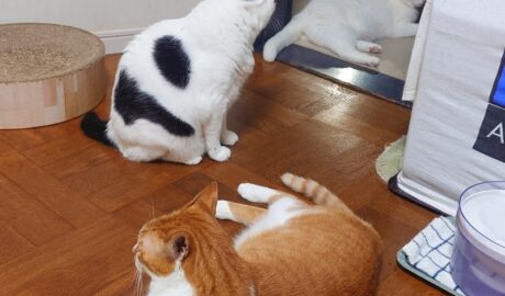 coco & fumi & Lin & Ryu