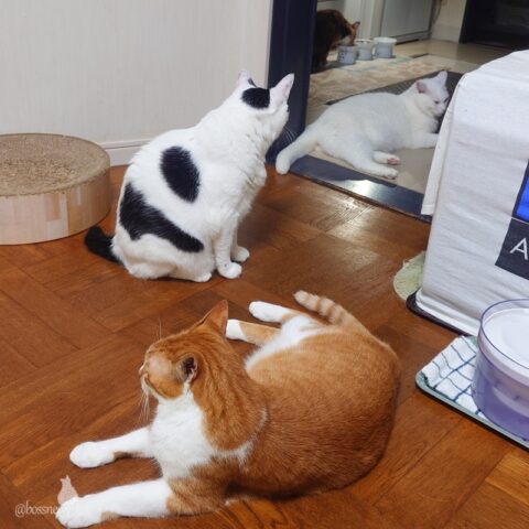 coco & fumi & Lin & Ryu