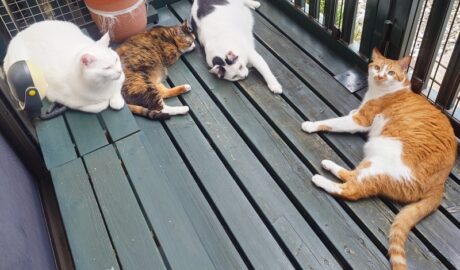 coco & fumi & Lin & Ryu