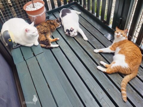 coco & fumi & Lin & Ryu