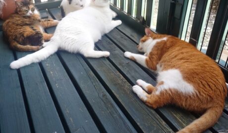 coco & fumi & Lin & Ryu