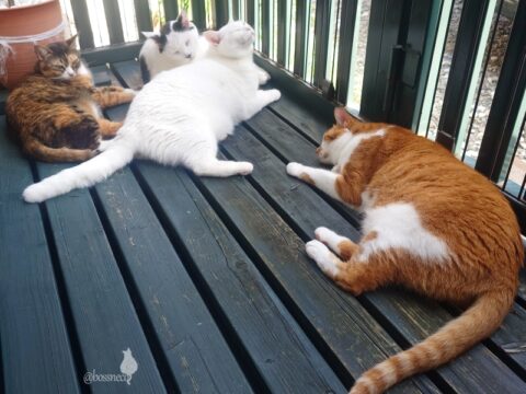 coco & fumi & Lin & Ryu