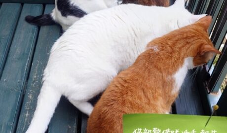 coco & fumi & Lin & Ryu