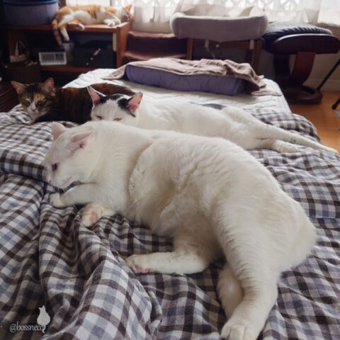 coco & fumi & Lin & Ryu