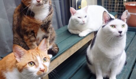 coco & fumi & Lin & Ryu