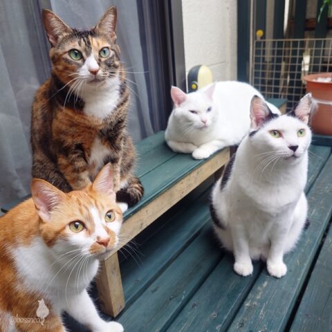 coco & fumi & Lin & Ryu