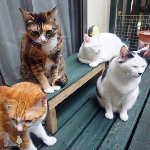 coco & fumi & Lin & Ryu