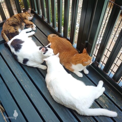 coco & fumi & Lin & Ryu