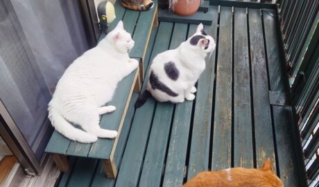 coco & fumi & Lin & Ryu