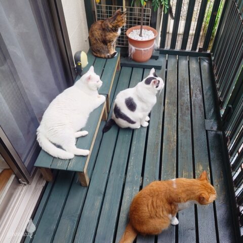 coco & fumi & Lin & Ryu