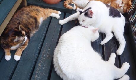 coco & fumi & Lin & Ryu