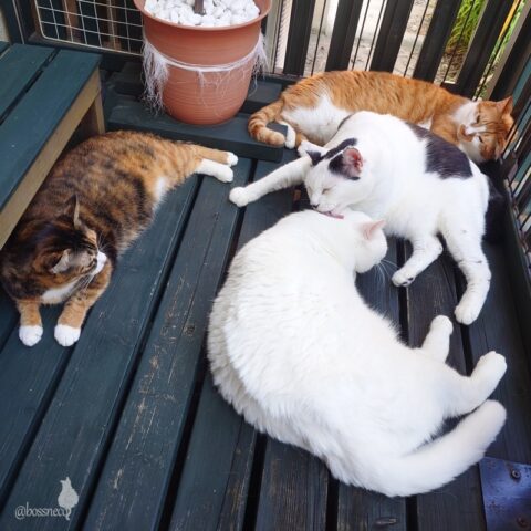 coco & fumi & Lin & Ryu