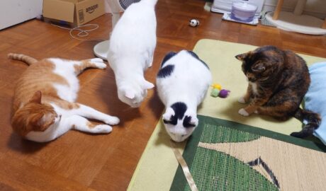 coco & fumi & Lin & Ryu