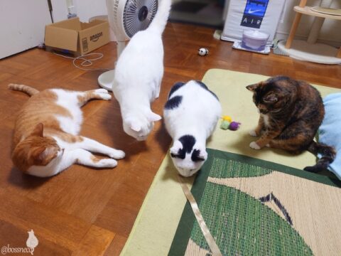 coco & fumi & Lin & Ryu