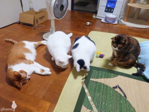 coco & fumi & Lin & Ryu