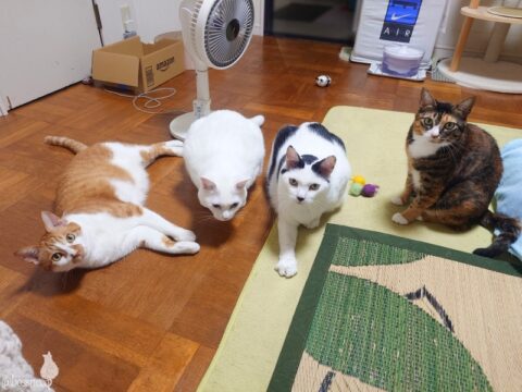 coco & fumi & Lin & Ryu