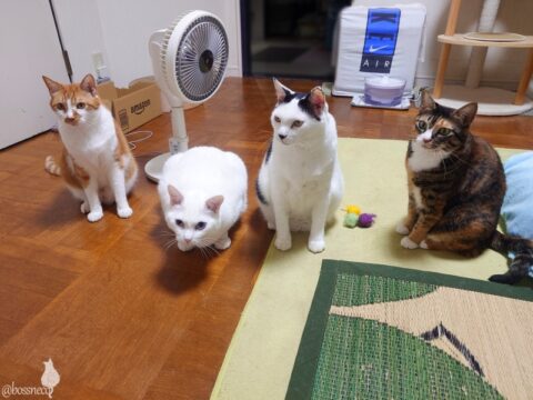 coco & fumi & Lin & Ryu