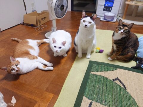 coco & fumi & Lin & Ryu