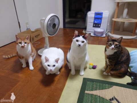 coco & fumi & Lin & Ryu