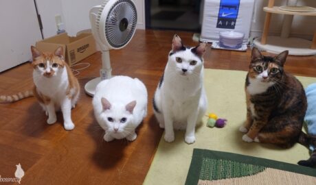 coco & fumi & Lin & Ryu