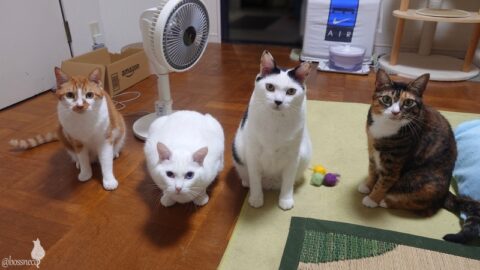 coco & fumi & Lin & Ryu