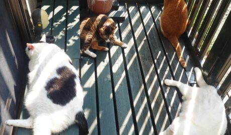 coco & fumi & Lin & Ryu