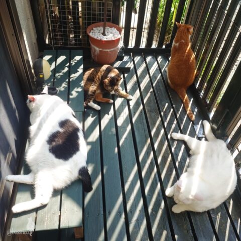 coco & fumi & Lin & Ryu