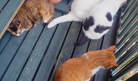 coco & fumi & Lin & Ryu