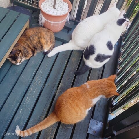 coco & fumi & Lin & Ryu