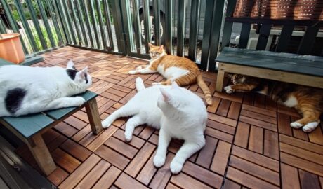 coco & fumi & Lin & Ryu