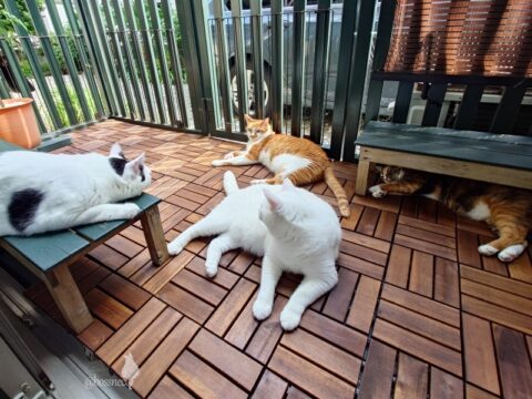 coco & fumi & Lin & Ryu