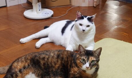 coco & fumi & Lin & Ryu