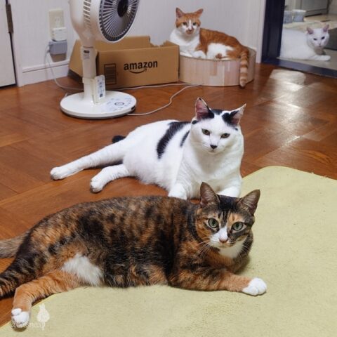 coco & fumi & Lin & Ryu