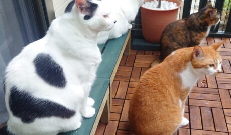 coco & fumi & Lin & Ryu