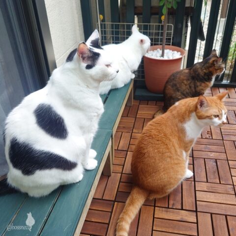 coco & fumi & Lin & Ryu