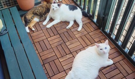 coco & fumi & Lin & Ryu