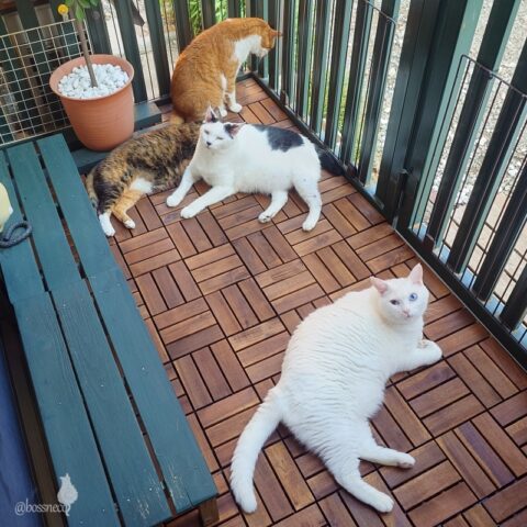 coco & fumi & Lin & Ryu