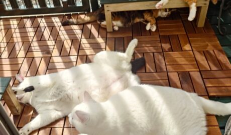 coco & fumi & Lin & Ryu