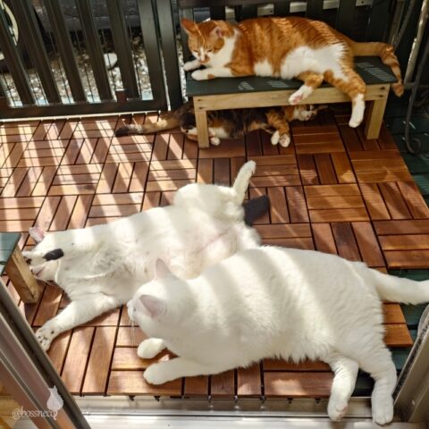 coco & fumi & Lin & Ryu