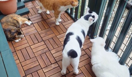 coco & fumi & Lin & Ryu