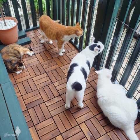 coco & fumi & Lin & Ryu