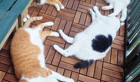 coco & fumi & Lin & Ryu